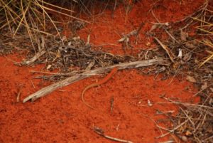 Australien Roter Gecko