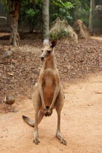Känguru im Billabong Sanctuary