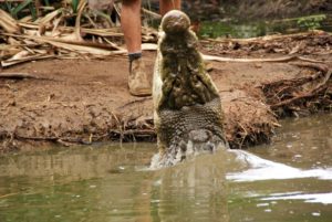 Krokodilfuetterung im Billabong Sanctuary