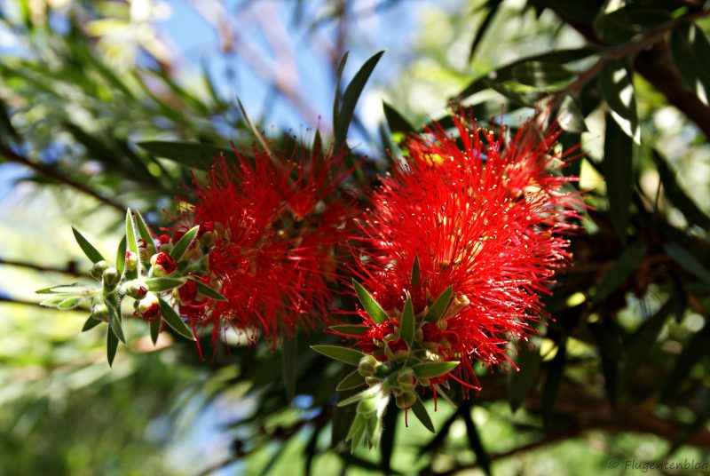 Australien Pflanzen Blumen
