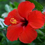 Blume Hibiskus Mauritius