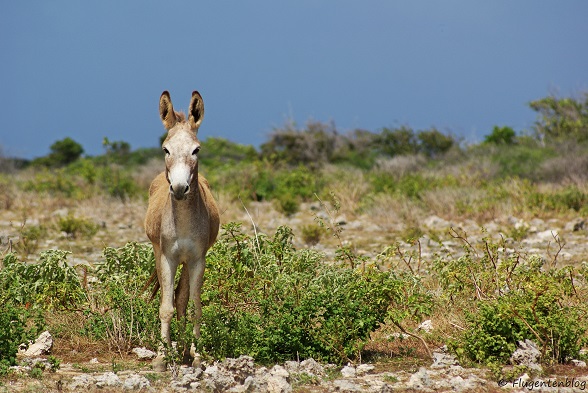 Bonaire Eseln