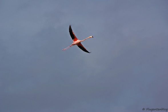 Bonaire Flamingo