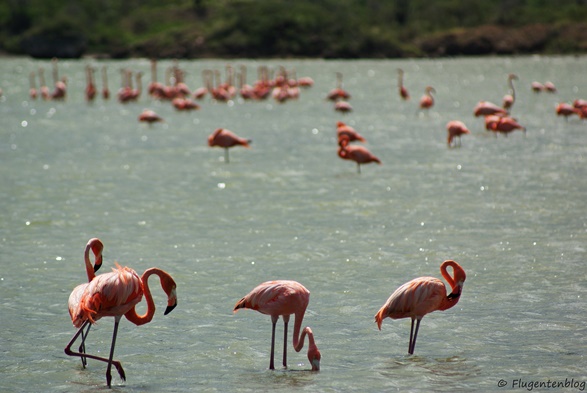 Flamingos Curacao