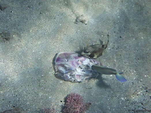 Curacao Fische Schnorcheln Kofferfisch