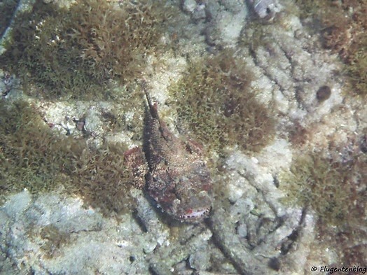 Steinfisch Curacao