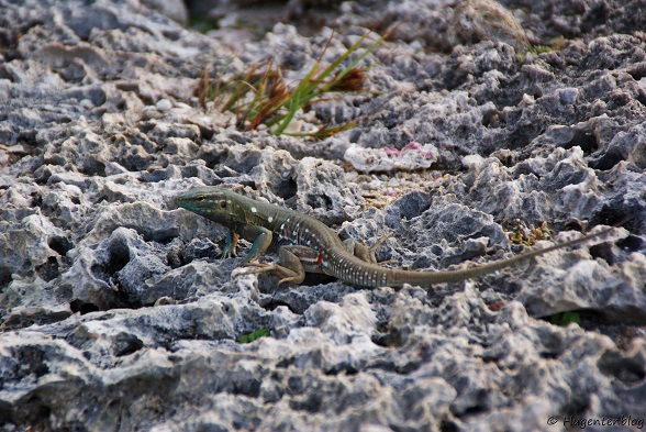 Gecko Curacao