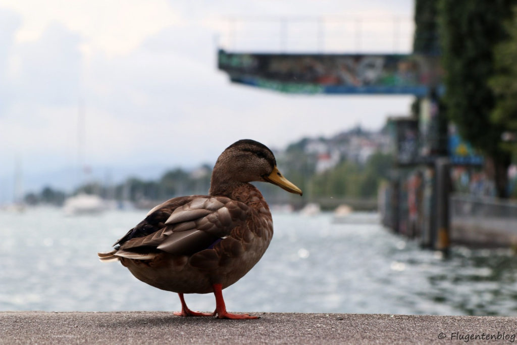 Zuerichsee Ente